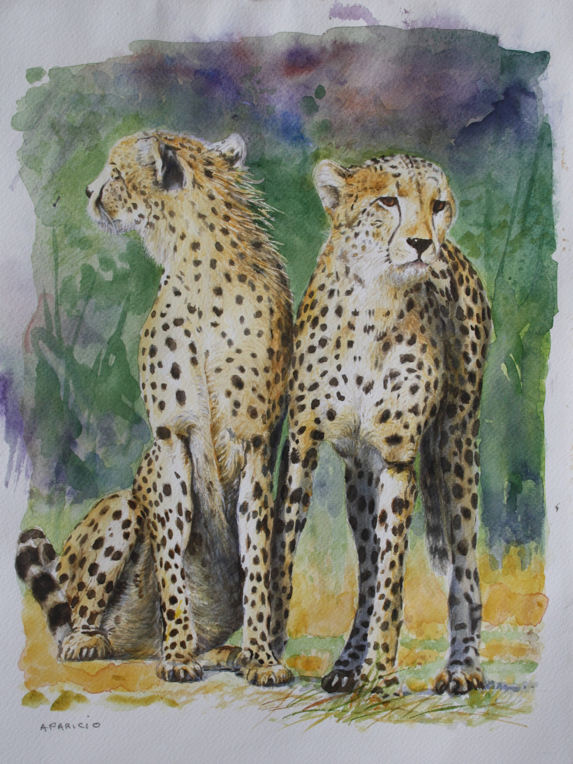 2 guépards