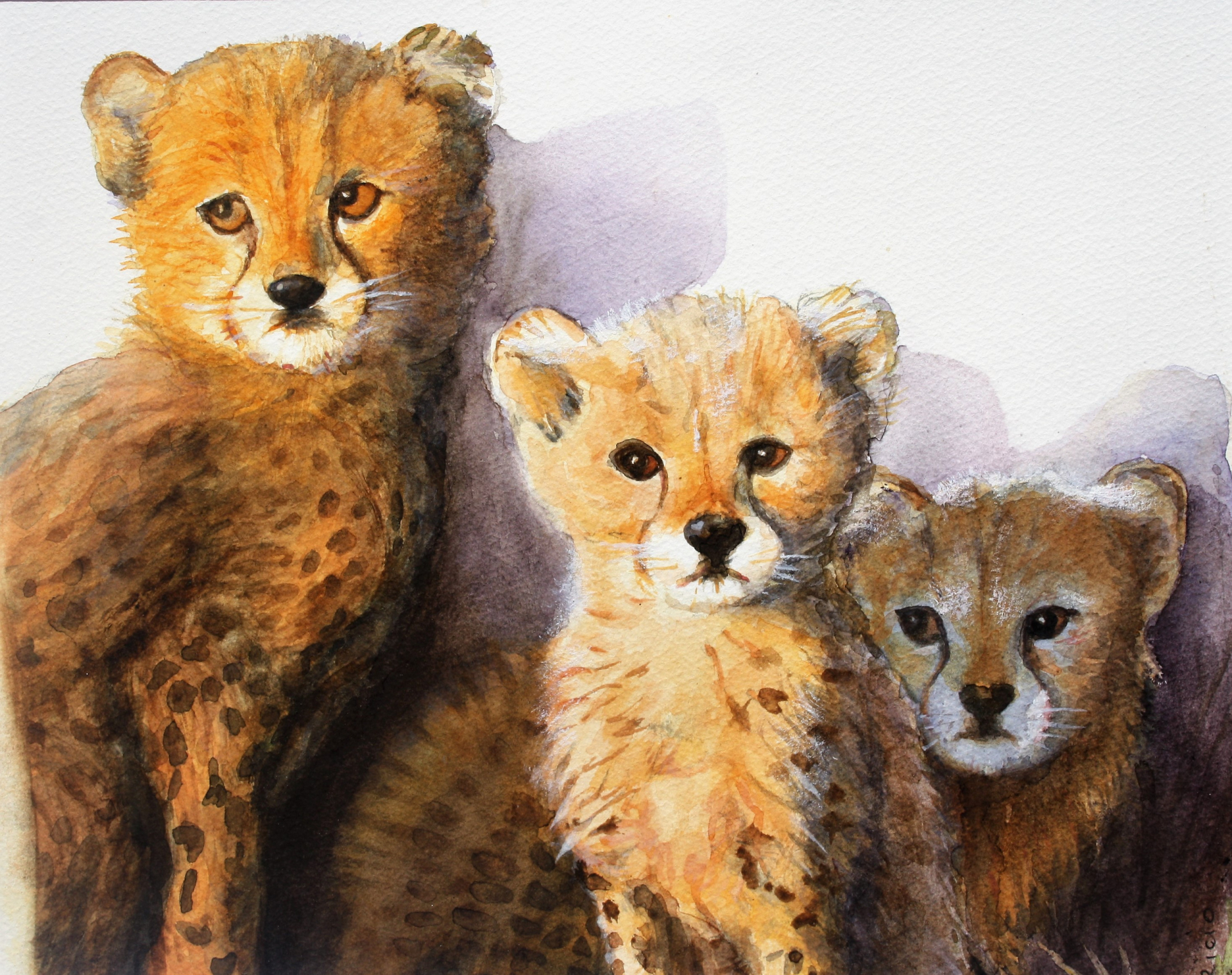 Bébés guépards