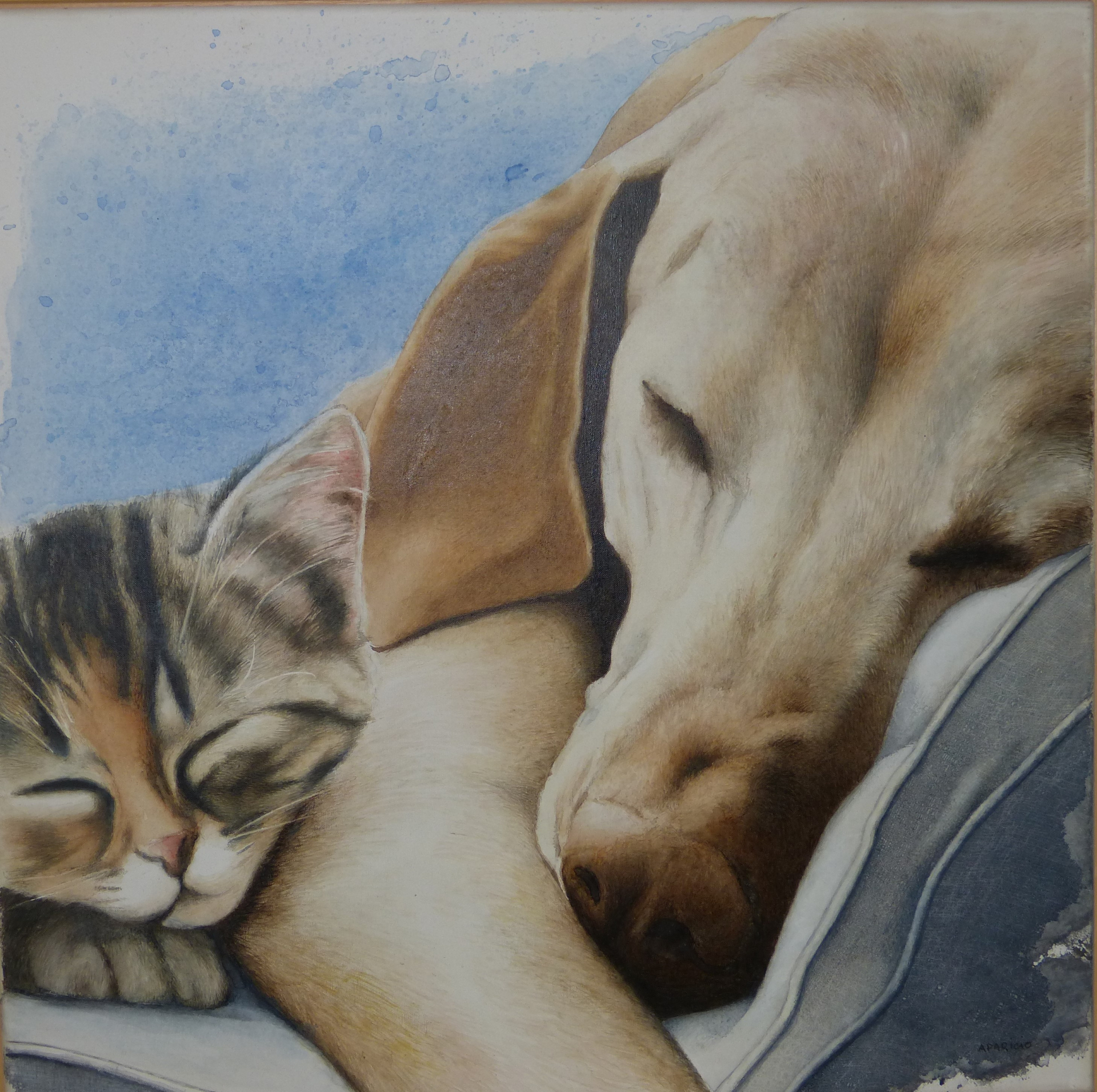 Chat et chien endormis