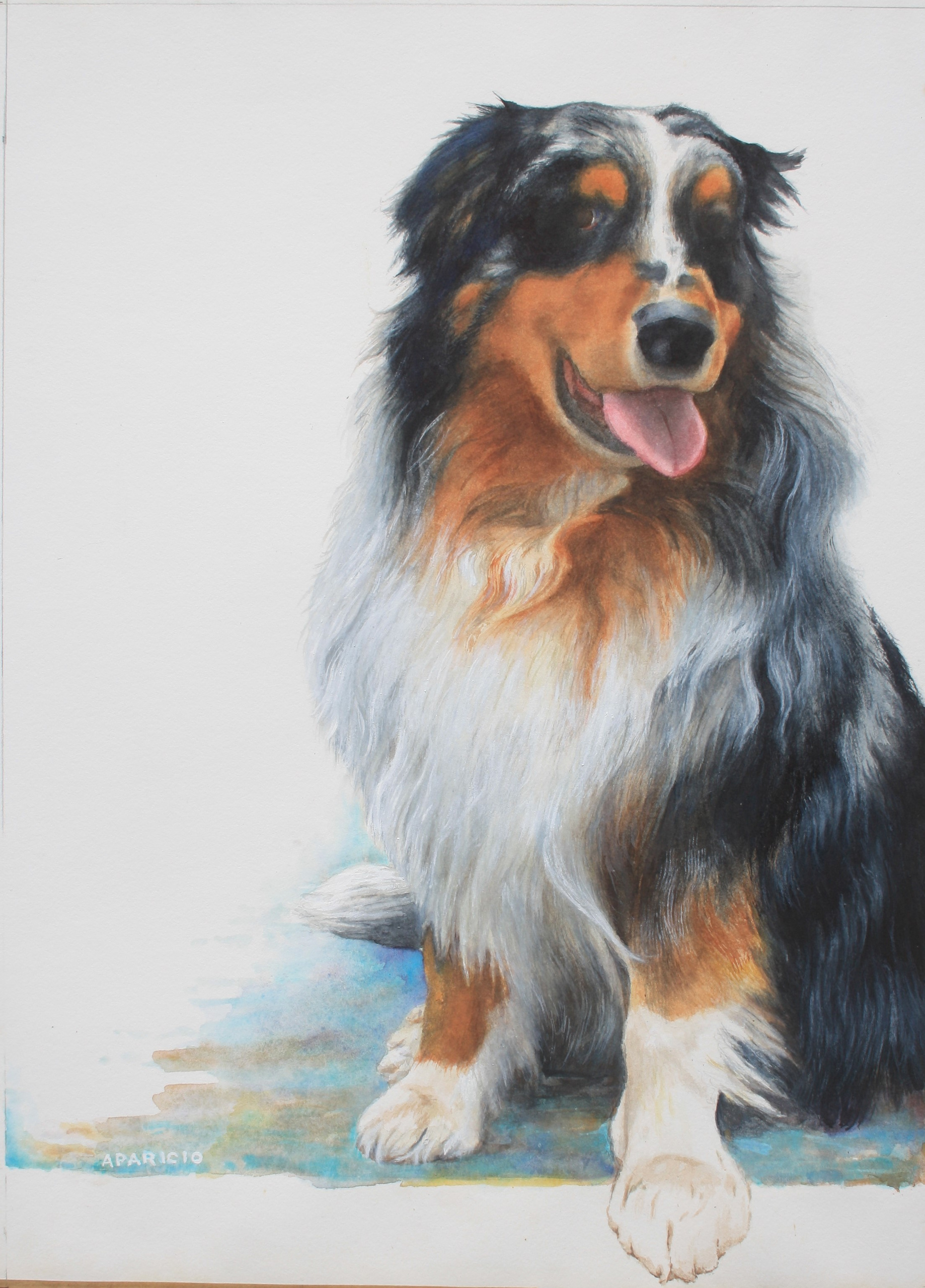 Chien tricolore
