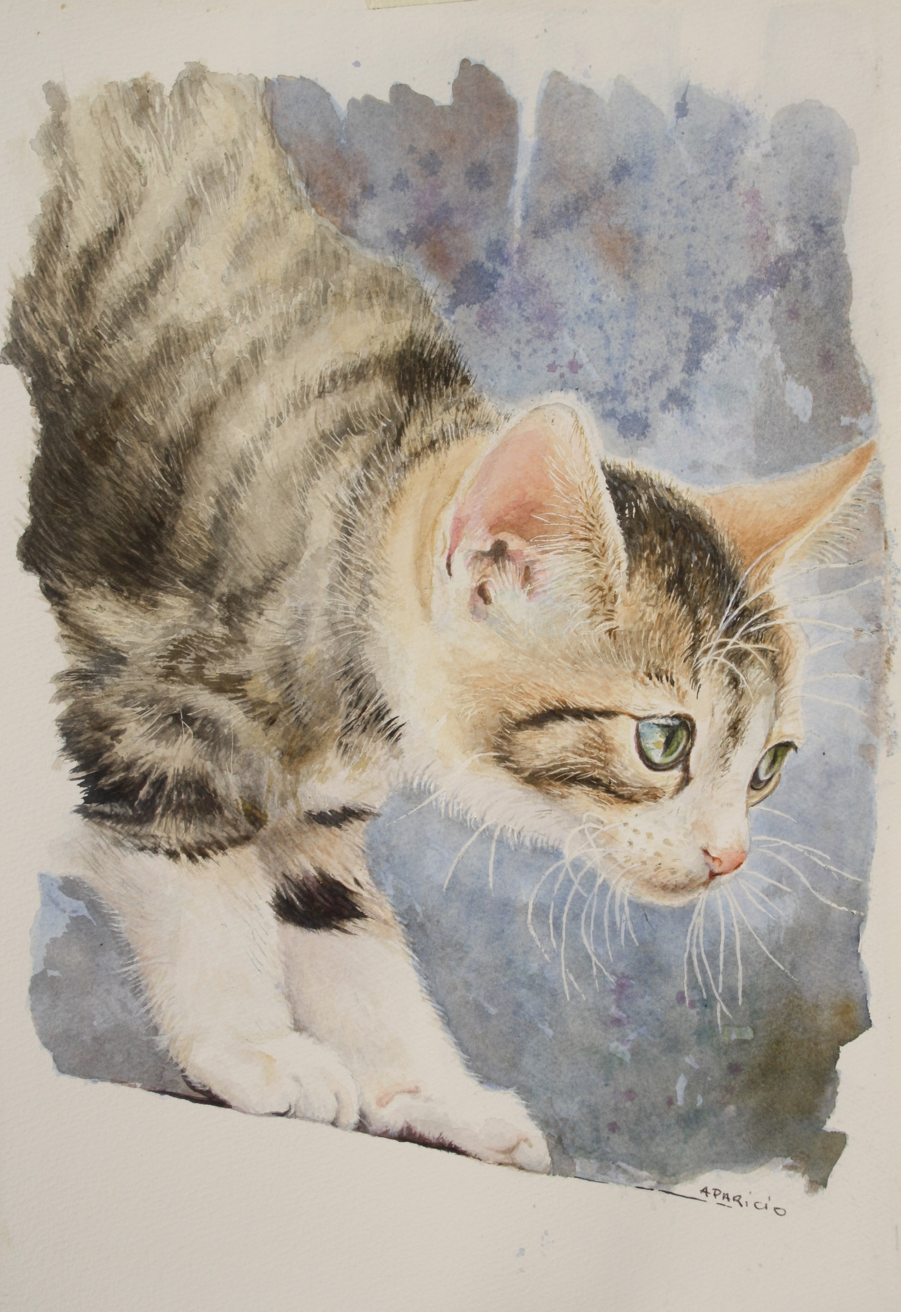 Jeune chat