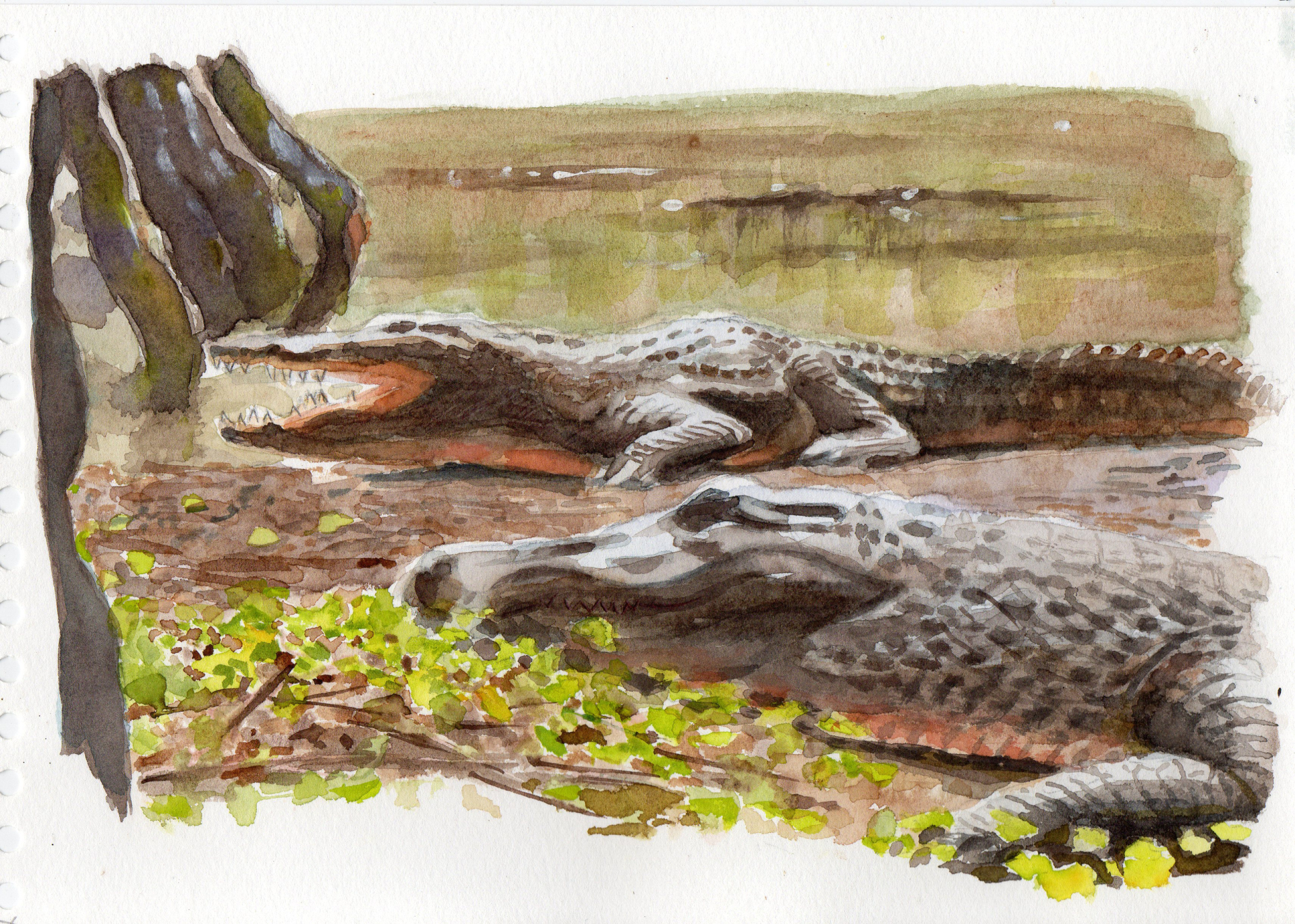 La mare aux crocodiles